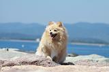 SPITZ ALLEMAND 380